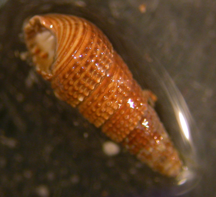 Bittium da determinare